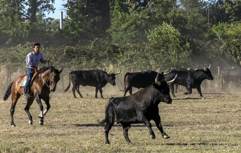 Accident tragique lors de l'abrivado à Générac, un homme perdu