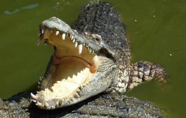 Adolescente attaquée par un alligator en Floride : son incroyable survie