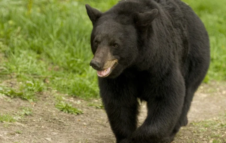 Alaska : Une randonneuse de 67 ans sauvée après une attaque d&rsquo;ours
