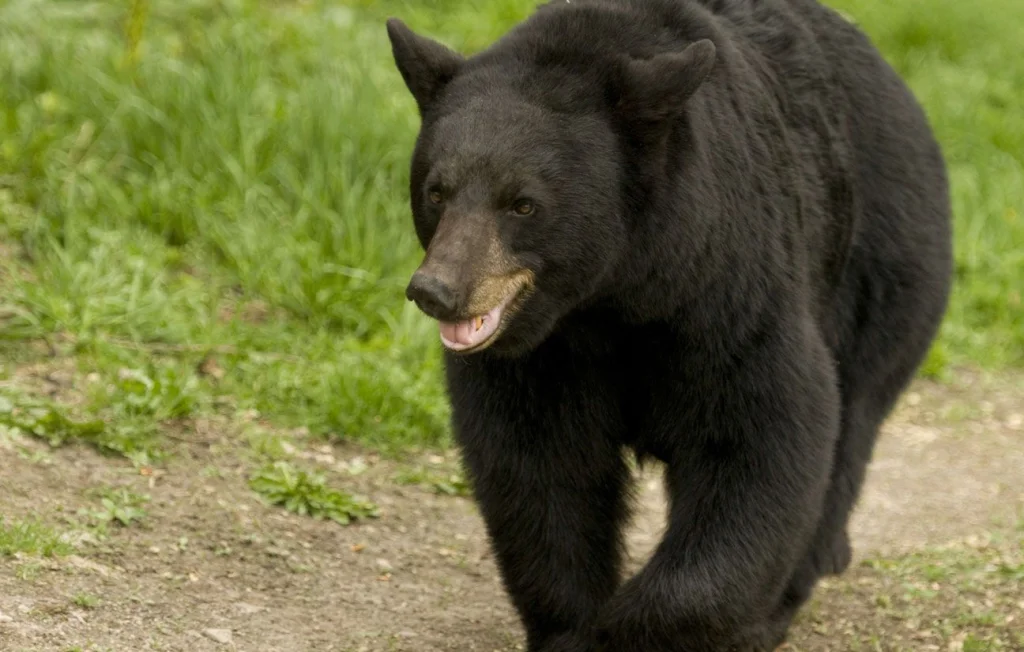 Alaska : Une randonneuse de 67 ans sauvée après une attaque d'ours