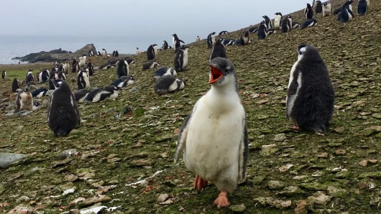 Antarctique : Première vague de chaleur enregistrée en 2020