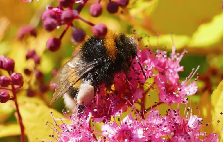 Attaque d&rsquo;abeilles à Aurillac : 24 blessés, trois en urgence
