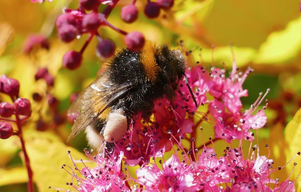 Attaque d'abeilles à Aurillac : 24 blessés, trois en urgence