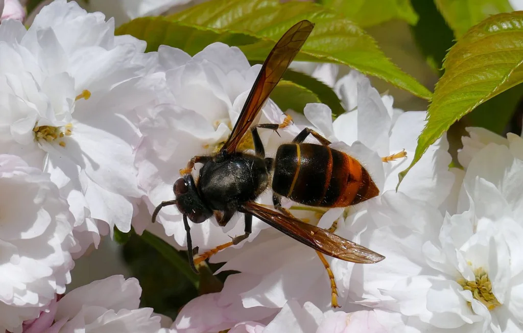 Attaque mortelle de frelons asiatiques en Marne : un retraité décède