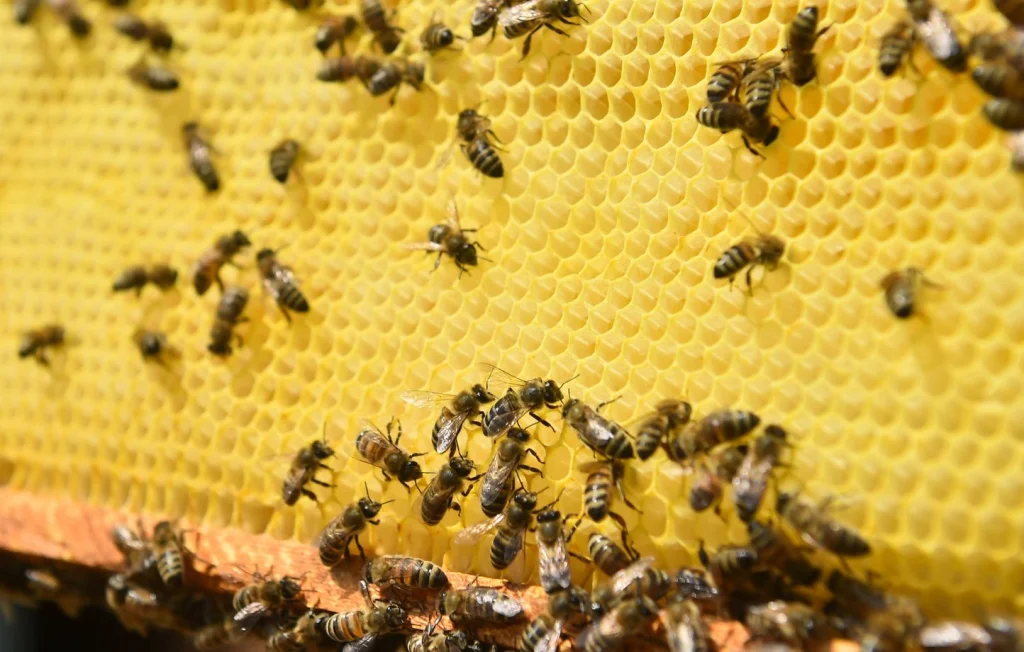 Aurillac : Euthanasie des abeilles après l'attaque de 24 personnes
