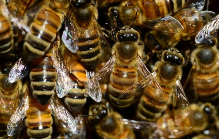 Aurillac : Une attaque d&rsquo;abeilles fait 24 blessés