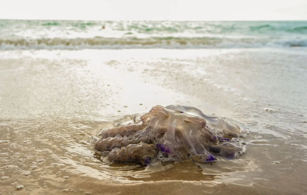 Canicule et méduses : le risque sur les plages de la Méditerranée