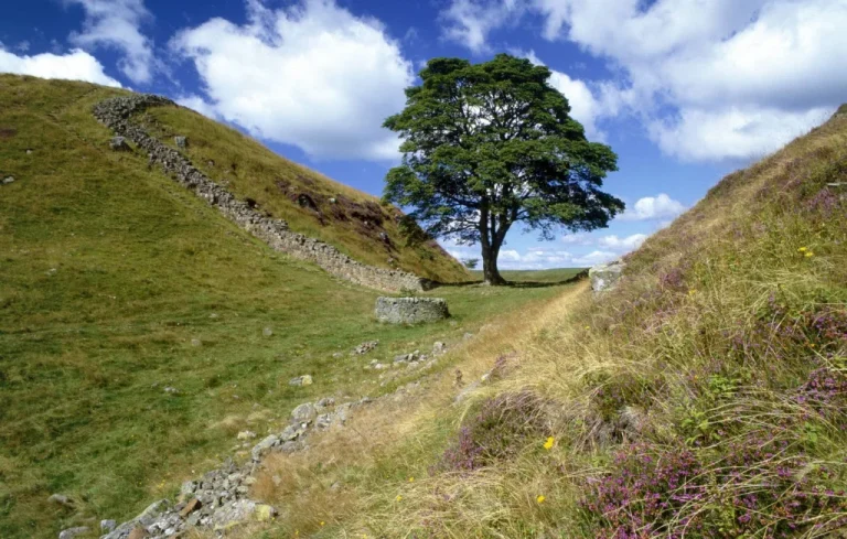 Condamnation pour la destruction de l&rsquo;arbre emblématique en Angleterre