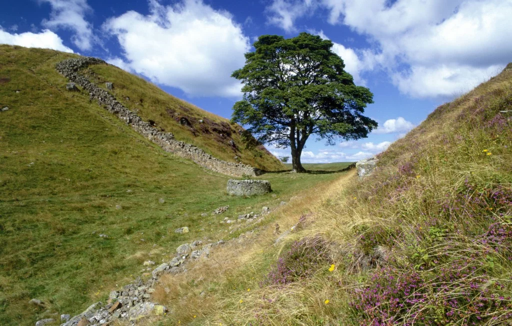 Condamnation pour la destruction de l'arbre emblématique en Angleterre