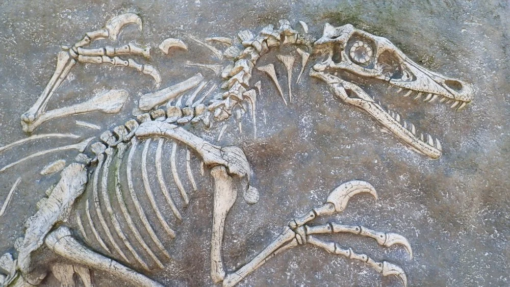 Découverte d'un fossile de raptor vieux de 67 millions d'années