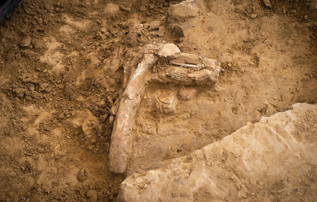 Découverte de cannibalisme chez les premiers humains en Espagne