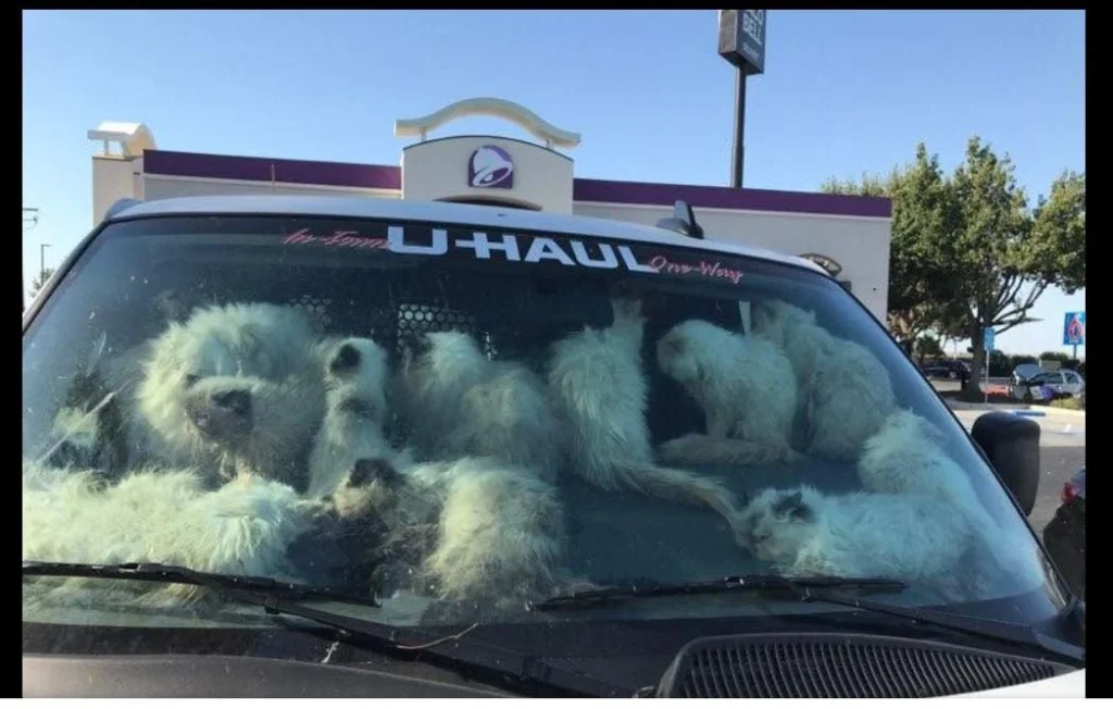 Découverte macabre : 130 chats maltraités en Californie