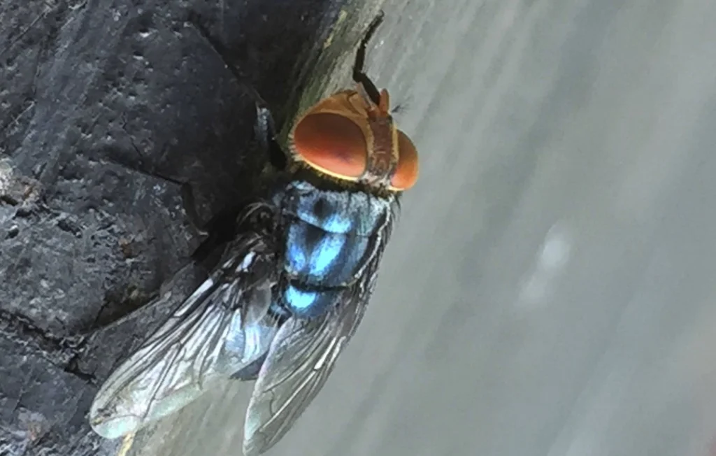 Des milliards de mouches pour combattre la lucilie bouchère au Texas