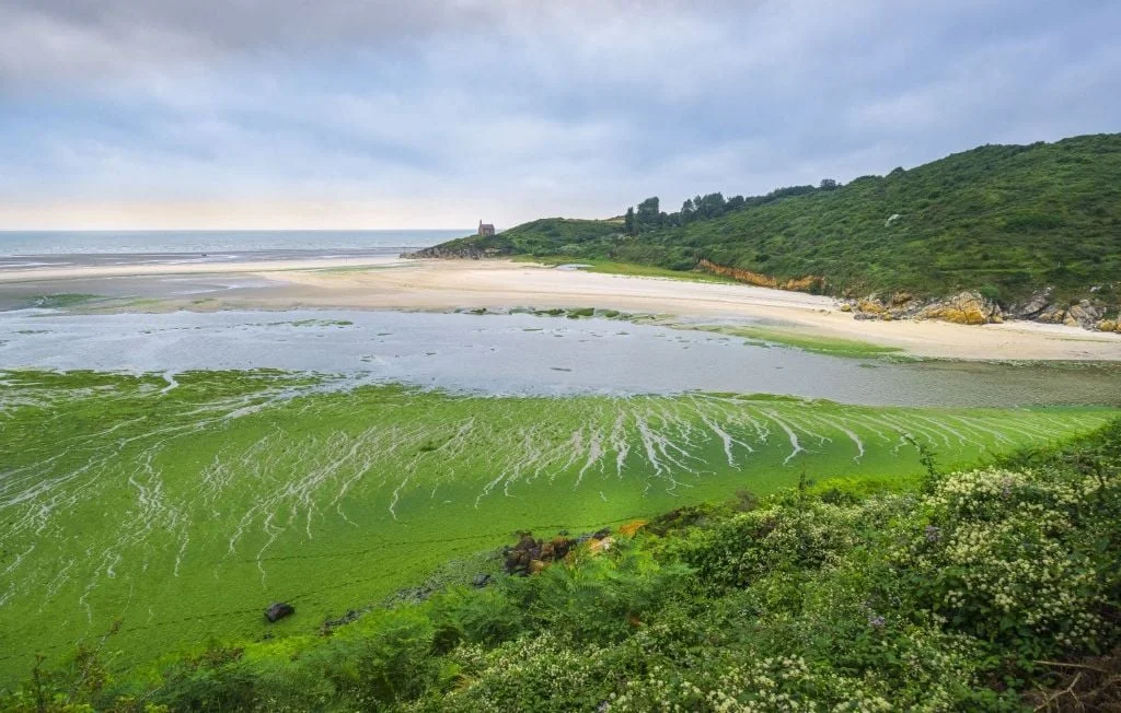 Fermeture de la plage de Saint-Guimond en Bretagne à cause des algues