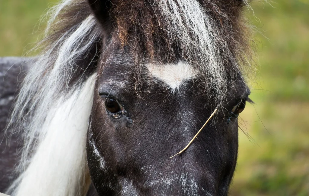 Horreur en Seine-Maritime : chevaux mutilés dans un village