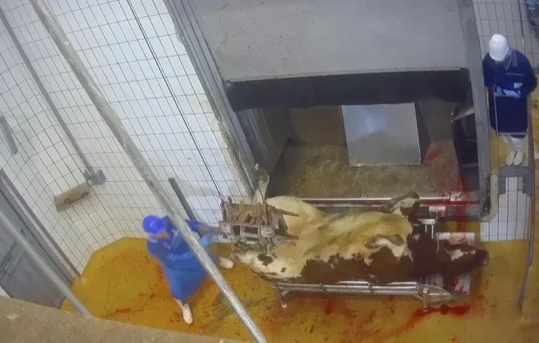 Interpellation de militants pour la cause animale en Dordogne