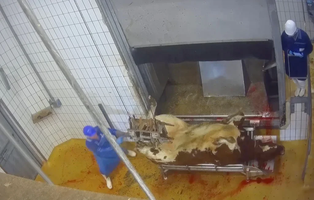 Interpellation de militants pour la cause animale en Dordogne