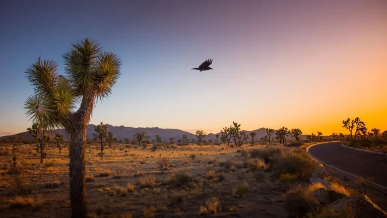 L&rsquo;histoire tragique de Joshua Tree : entre désespoir et beauté