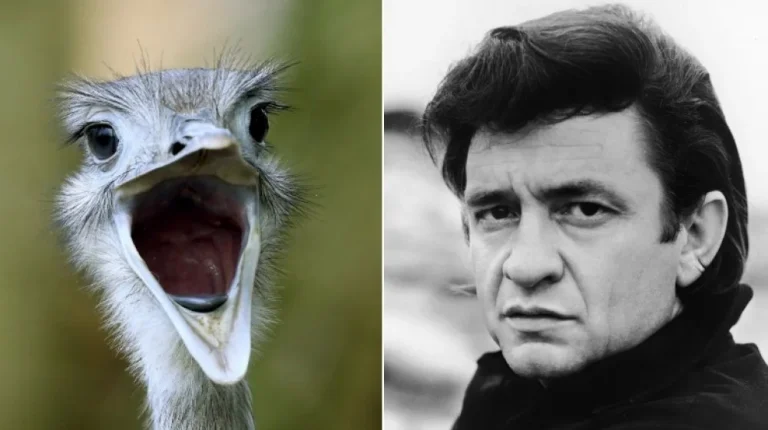 L&rsquo;incroyable combat de Johnny Cash contre une autruche