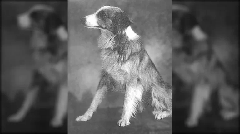 L&rsquo;incroyable histoire de Bobbie, le chien héros de l&rsquo;Oregon