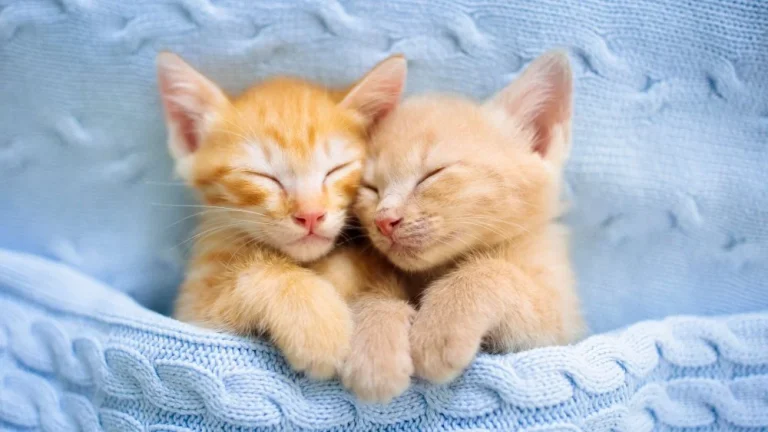 La race de chat la plus ancienne au monde : l&rsquo;Égyptien Mau