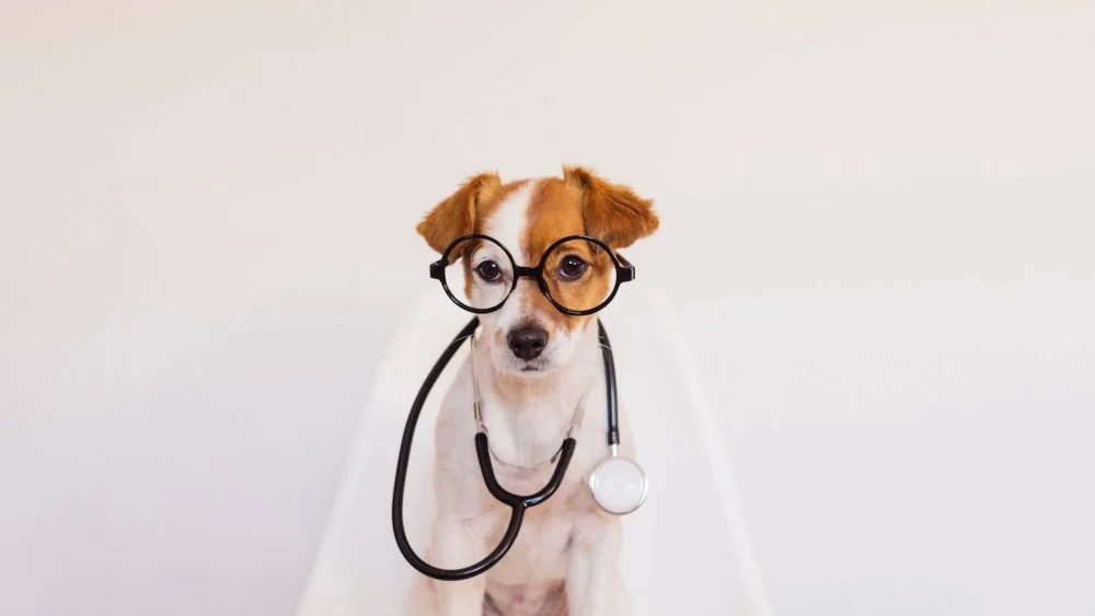 Le Mutts : la Race de Chien la Plus Saine au Monde