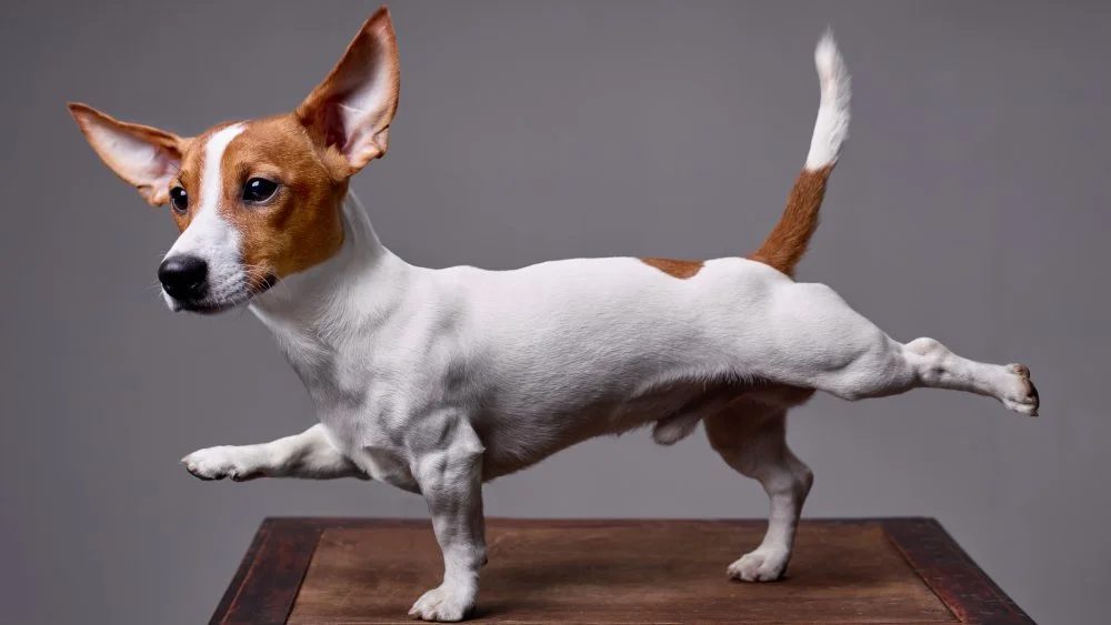 Le chien avec la queue la plus longue : l'Irish wolfhound
