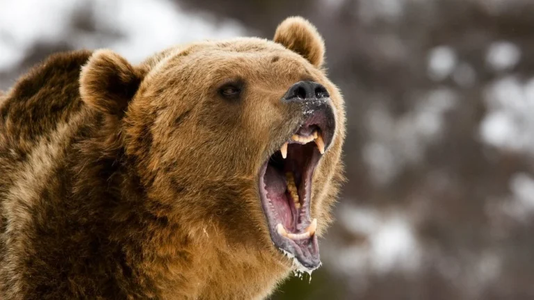 Le chien qui chassait les ours dans le Caucase