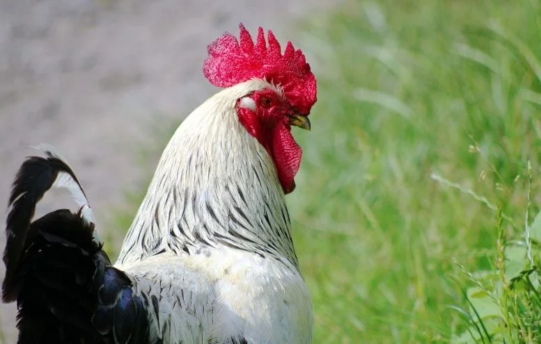 Le coq Ricco jugé à titre posthume après sa mort tragique