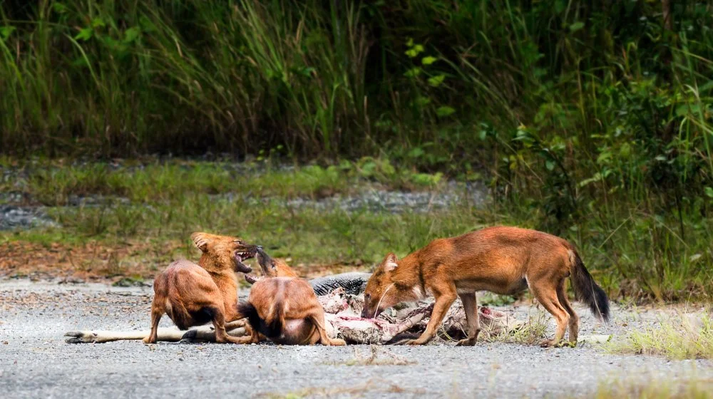 Le dhole : le chien sauvage qui chasse les tigres en Asie