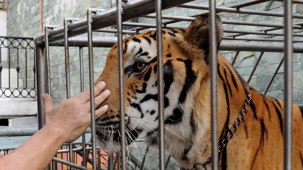 Les Réalités D'un Fait Divers : Posséder un Grand Chat