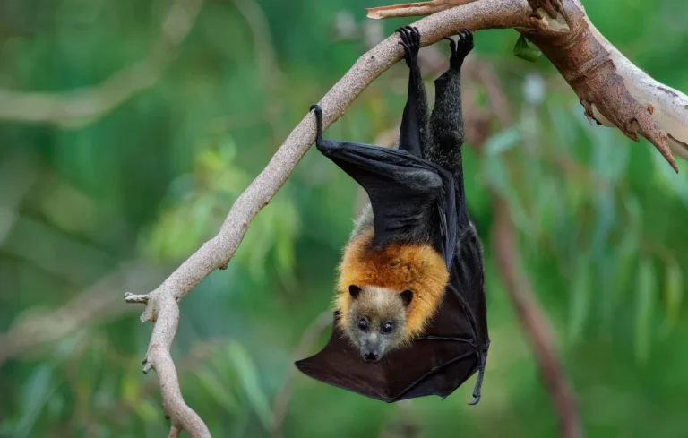 Les animaux fascinants des forêts humides d&rsquo;Australie