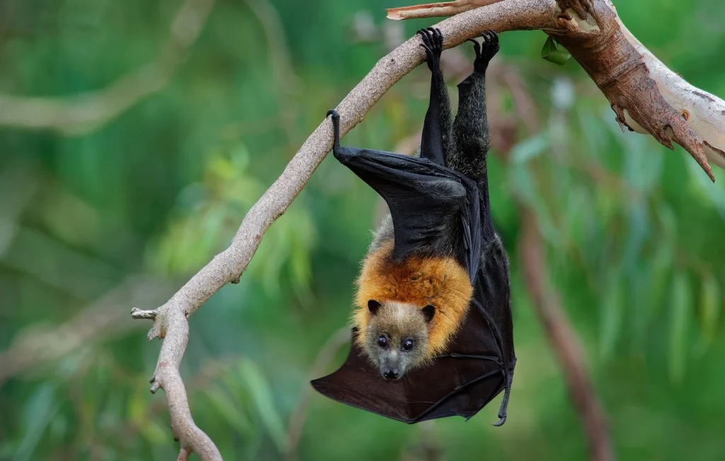 Les animaux fascinants des forêts humides d'Australie