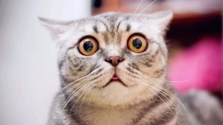 Les races de chats les plus indépendantes au monde