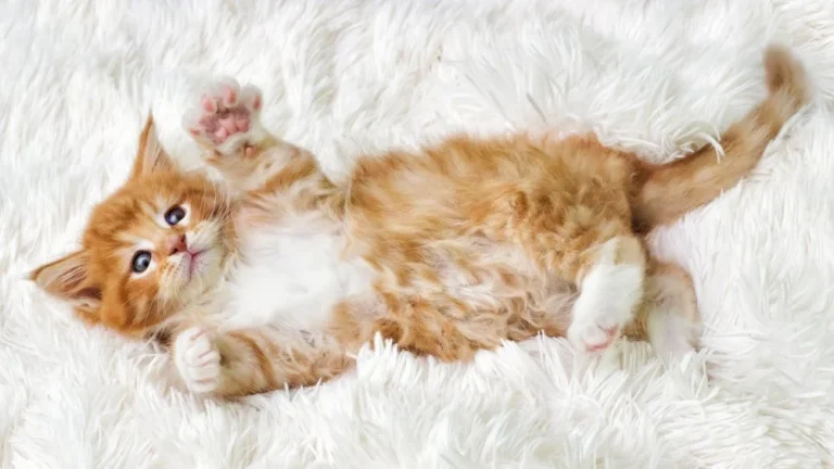 Les races de chats les plus joueuses au monde