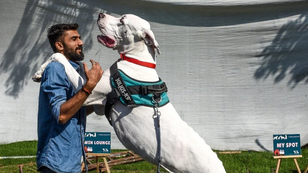 Les races de chiens avec les plus grandes pattes