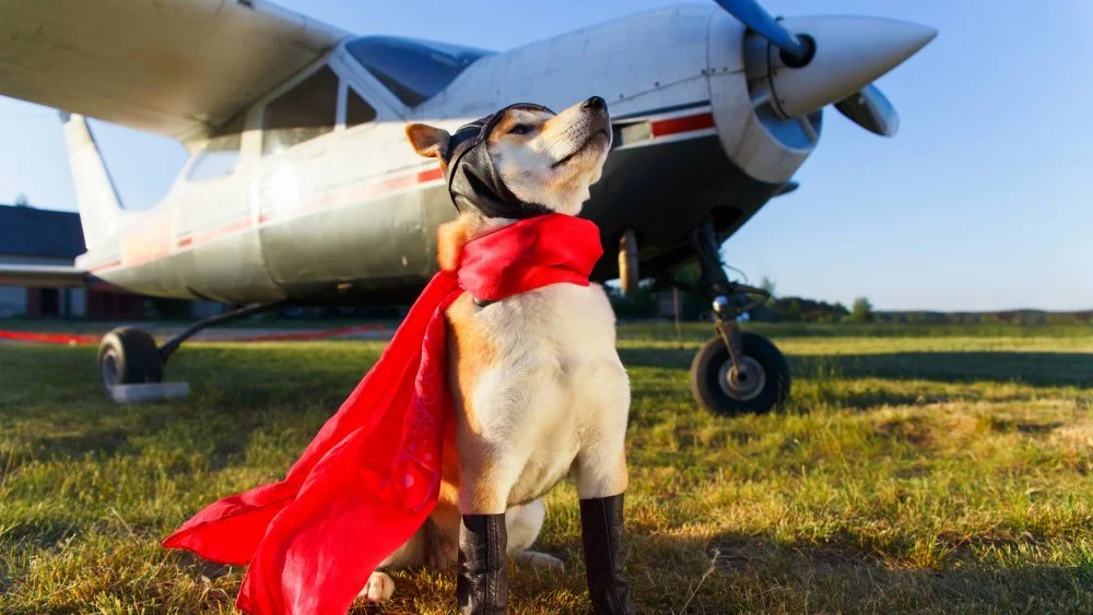 Les races de chiens les plus courageuses au monde