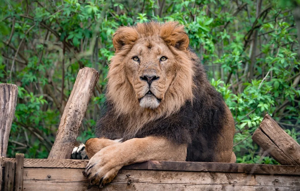 Lion attaque une femme dans un zoo en Australie : un bras arraché