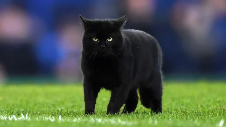 Pourquoi les Chats Noirs Sont-ils Considérés Comme un Mauvais Présage ?