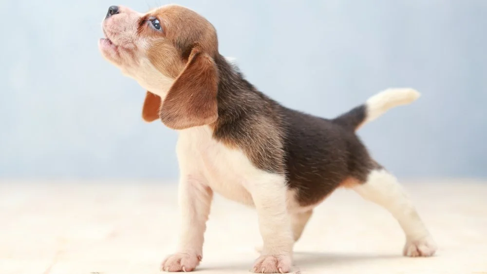 Pourquoi les chiens remuent la queue : explications surprenantes