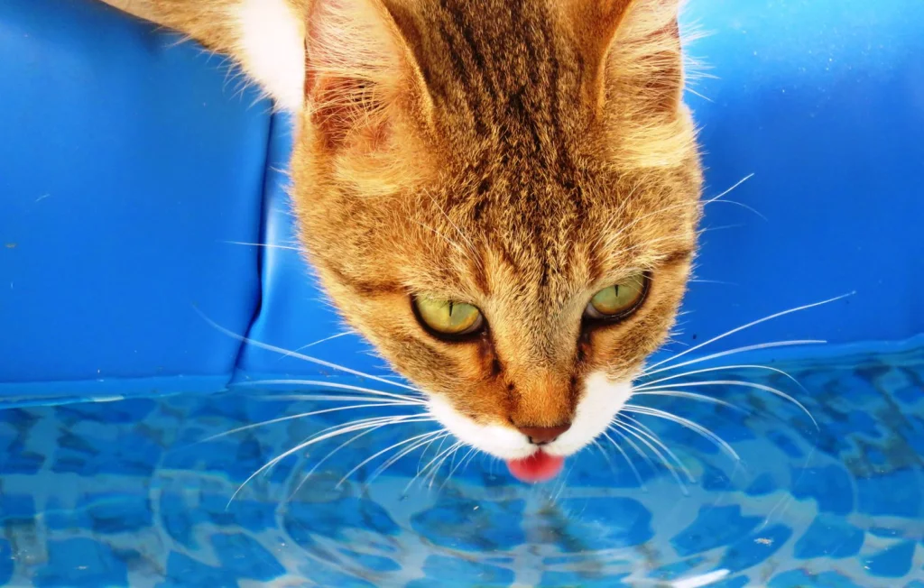 Pourquoi ne pas laisser boire nos animaux l'eau de piscine