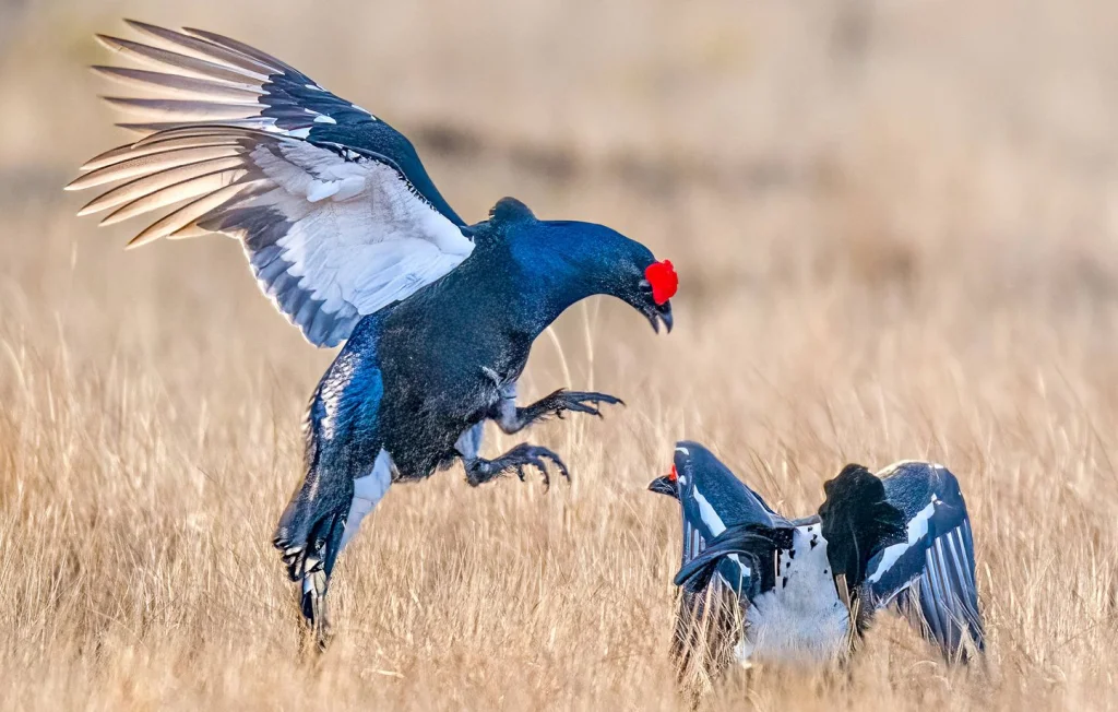 Réintroduction du grand tétras dans les Vosges : des associations contestent