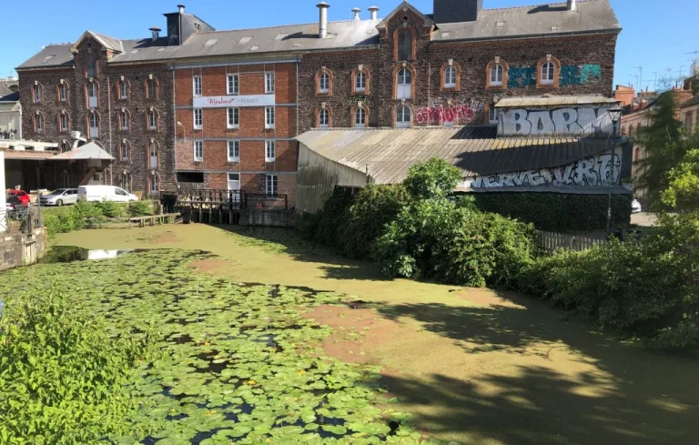 Rennes : la Vilaine devient verte à cause des lentilles d&rsquo;eau