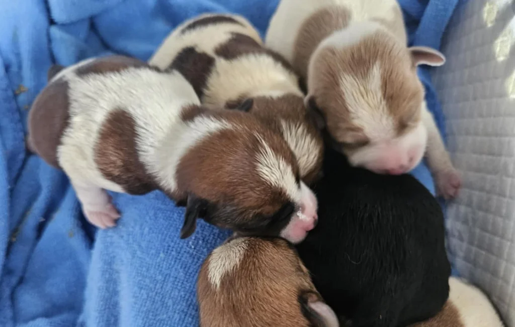 Six chiots abandonnés dans un sac poubelle en Bretagne