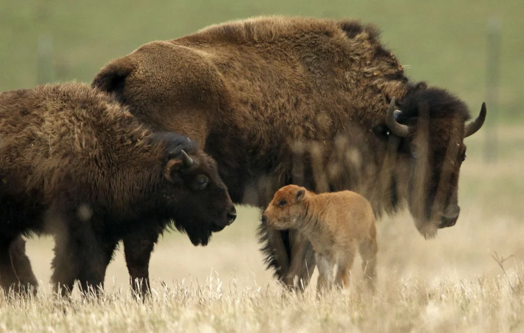 Un bison trouve la mort dans une source de Yellowstone