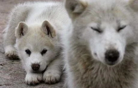 Un chien sauve 67 vies d'un glissement de terrain en Inde