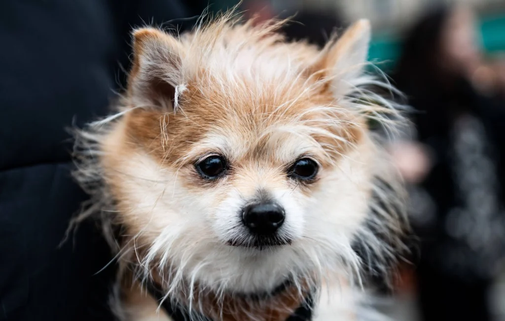 Un chihuahua sauve son maître alpiniste en Suisse