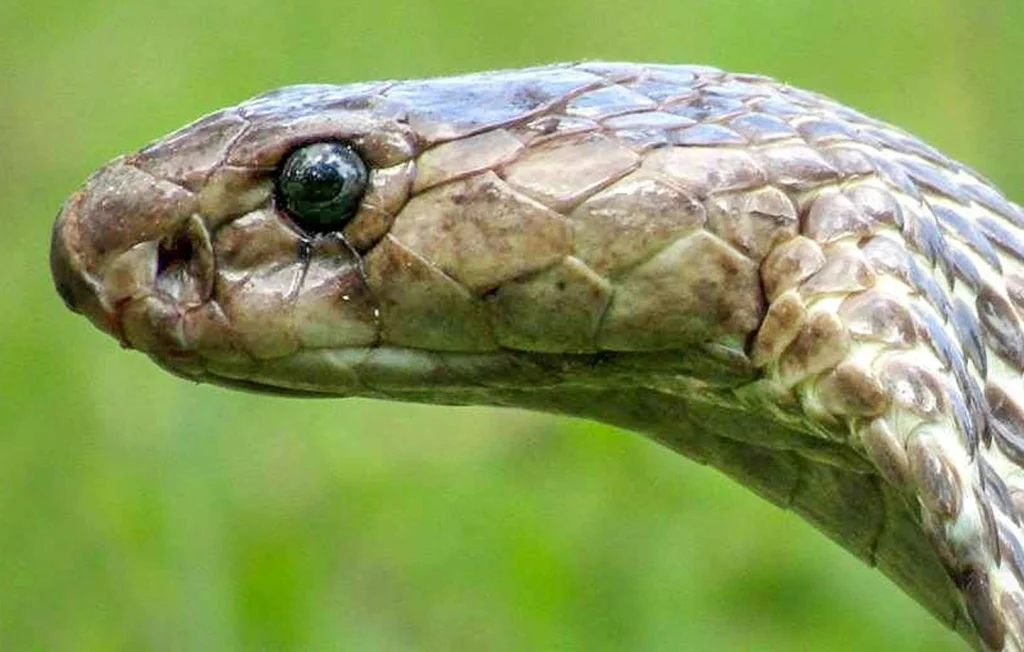 Un enfant de 2 ans tue un cobra en Inde : un fait divers incroyable