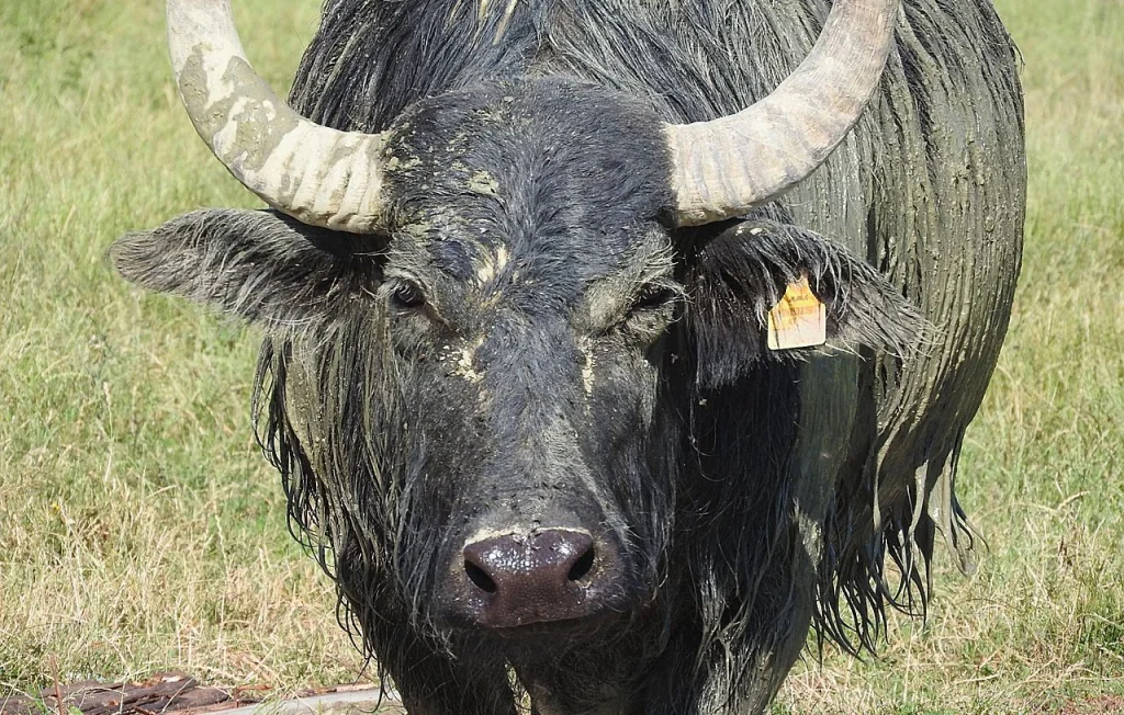 Un fermier tué par des buffles en Oklahoma : un drame tragique