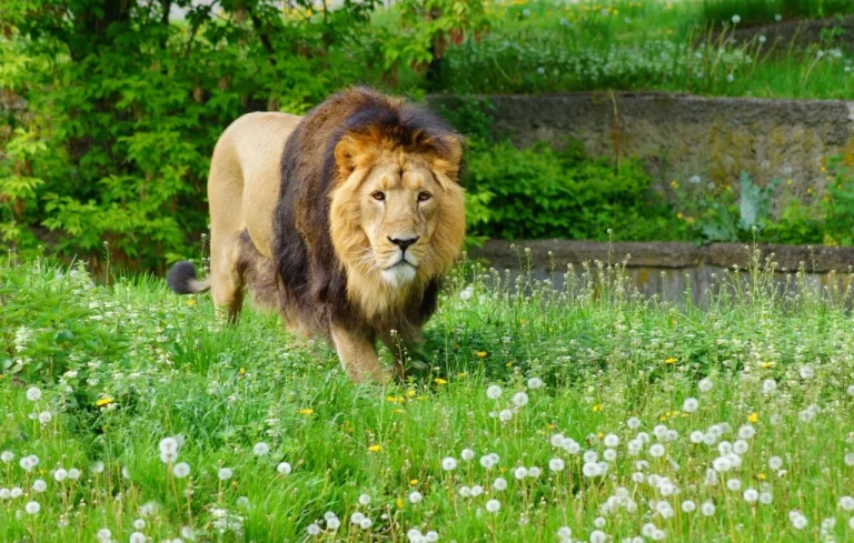 Un ouvrier turc maîtrise un lion échappé d&rsquo;un zoo